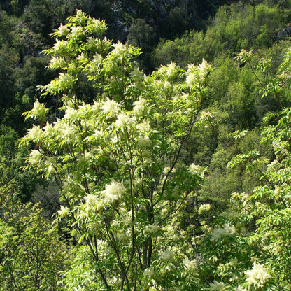 Fraxinus ornus - orniello (10 piante a radice nuda)