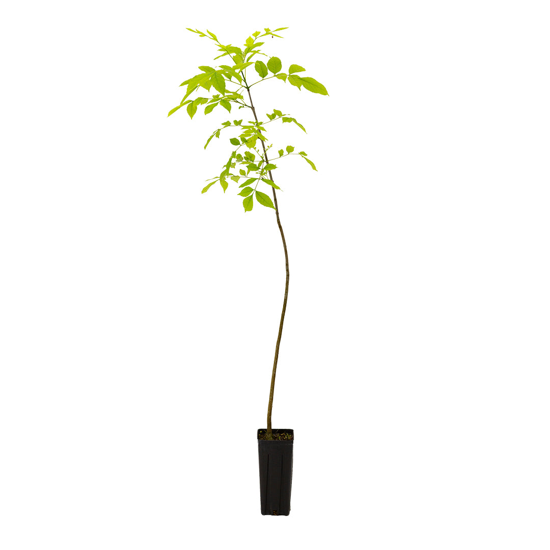 Fraxinus americana - frassino americano (Vaso quadro 9x9x20 cm)