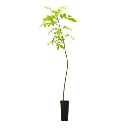 Fraxinus americana - frassino americano (Vaso quadro 9x9x20 cm)
