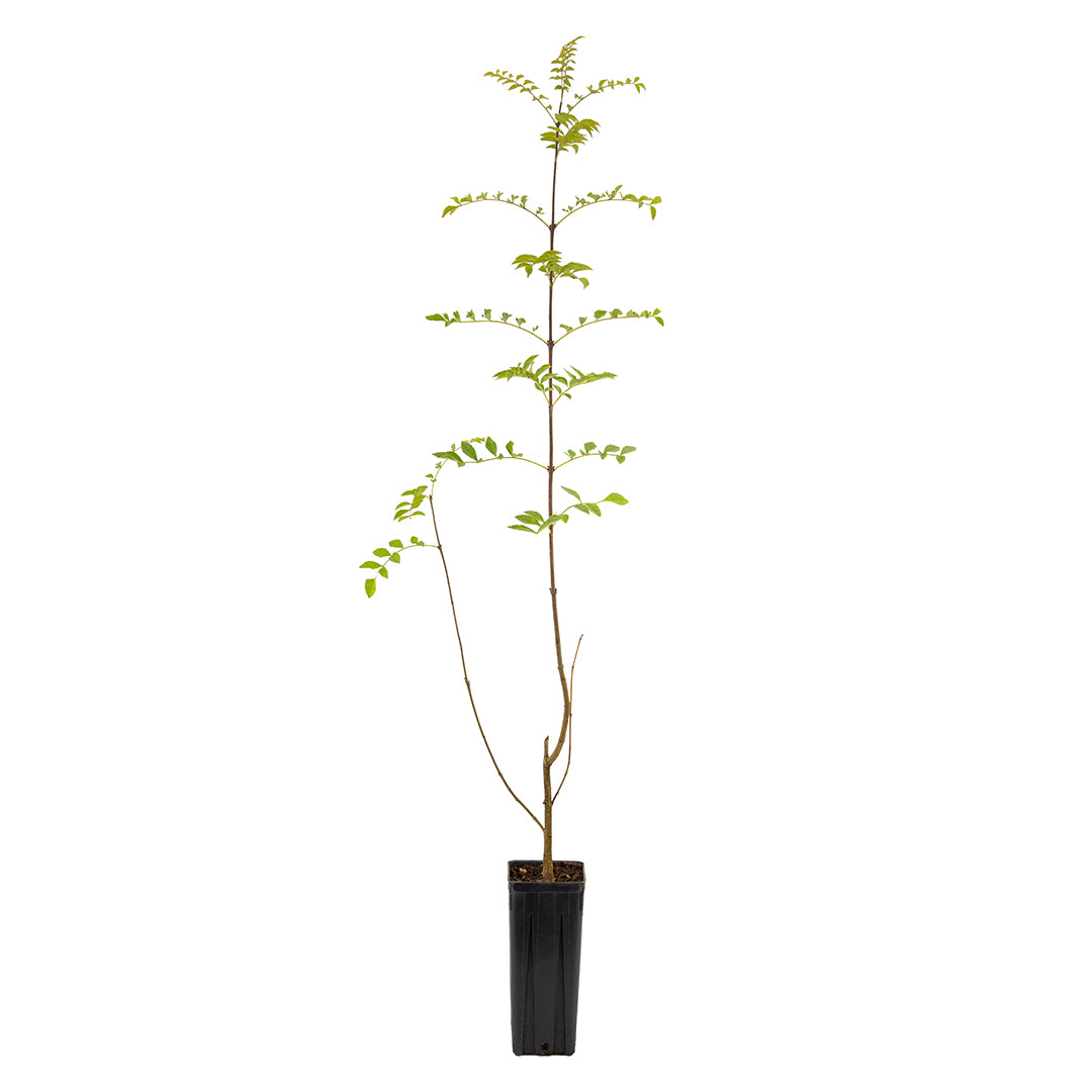 Fraxinus angustifolia subsp. oxycarpa - southern ash (Square vase 9x9x20 cm)