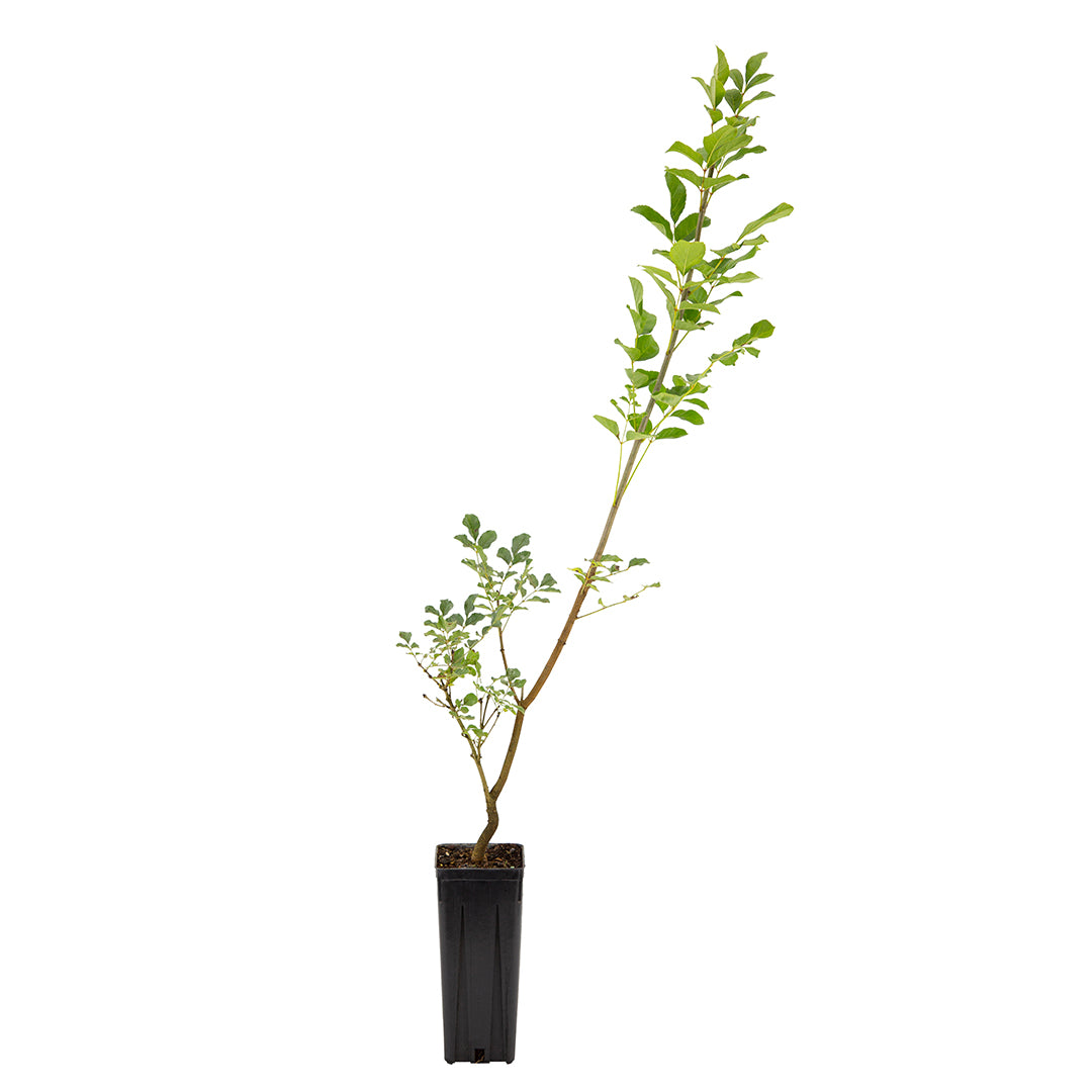 Fraxinus ornus - flowering ash (Square vase 9x9x20 cm)