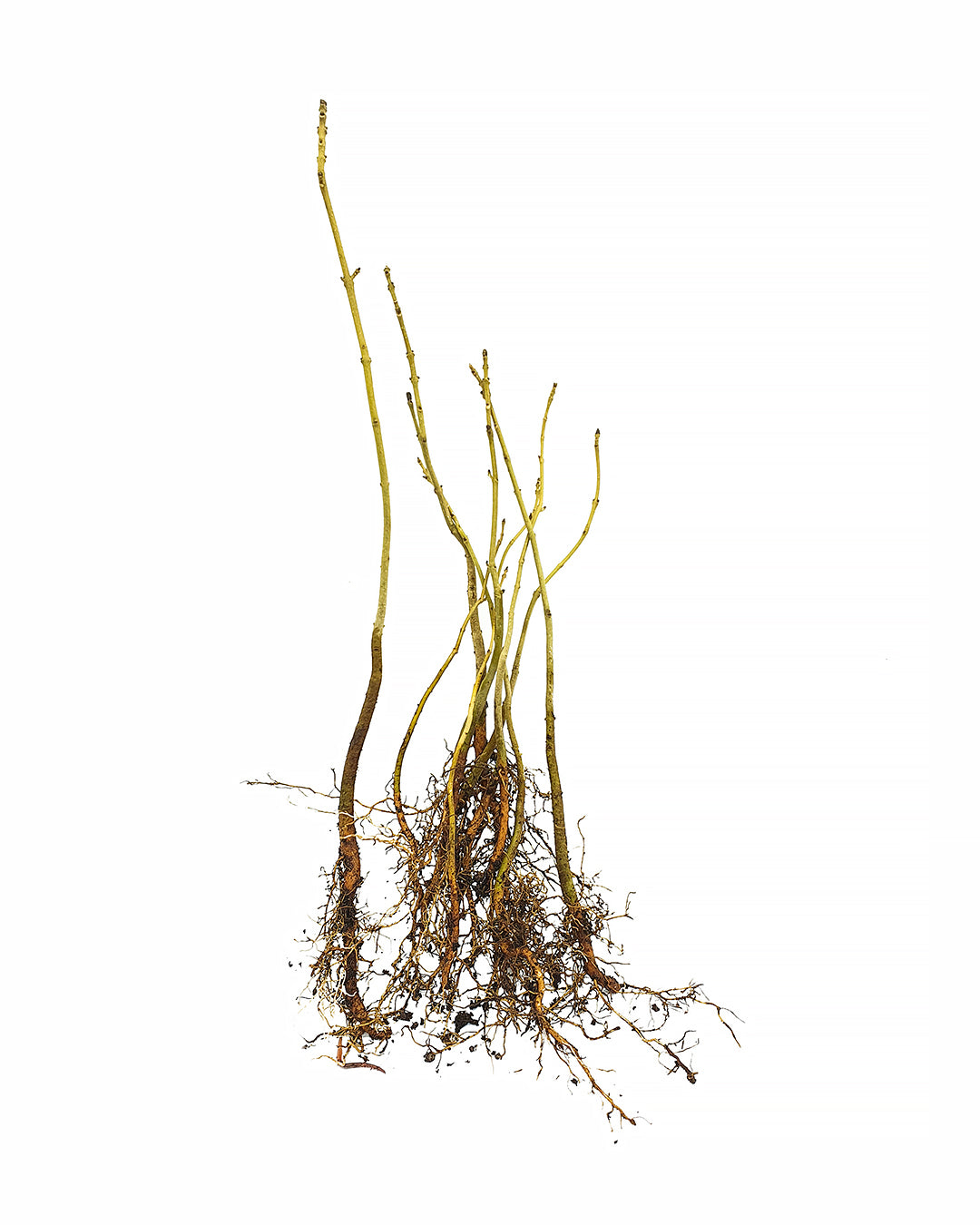 Platanus acerifolia - platano ibrido (10 piante a radice nuda)