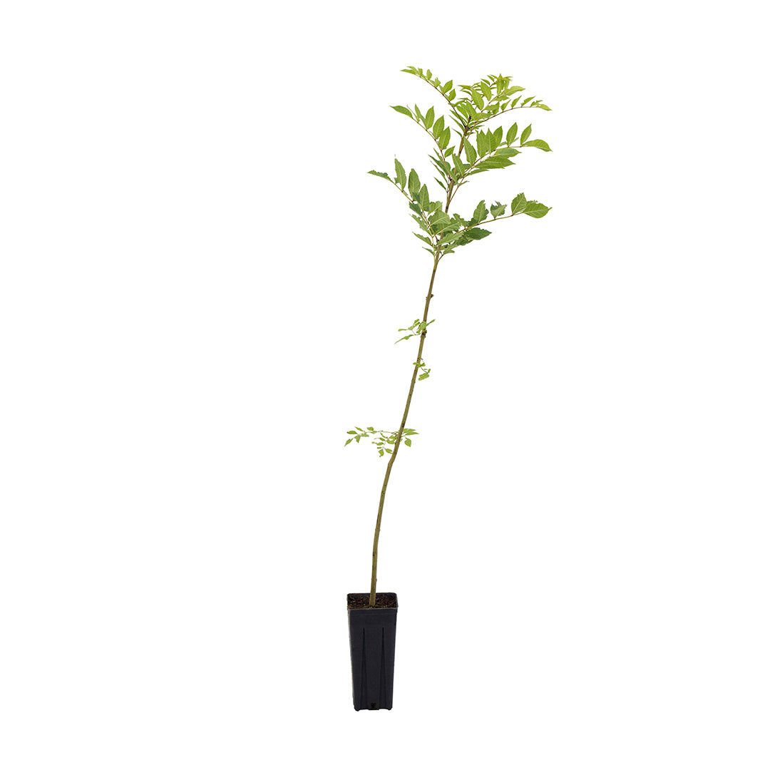 Fraxinus excelsior - frassino maggiore (Vaso quadro 9x9x20 cm)