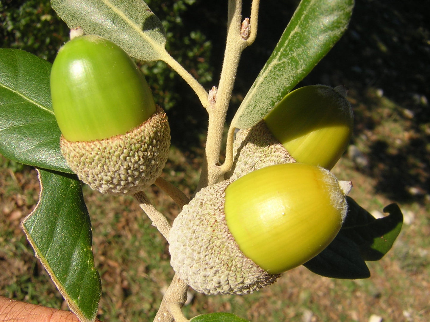 Quercus ilex - leccio (Vaso quadro 9x9x20 cm)