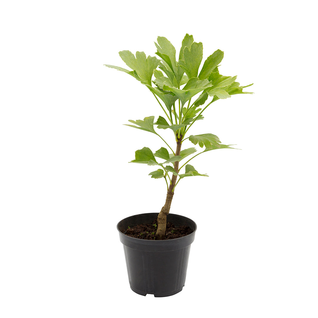Ginkgo biloba - albero della vita (Vaso 12 cm)