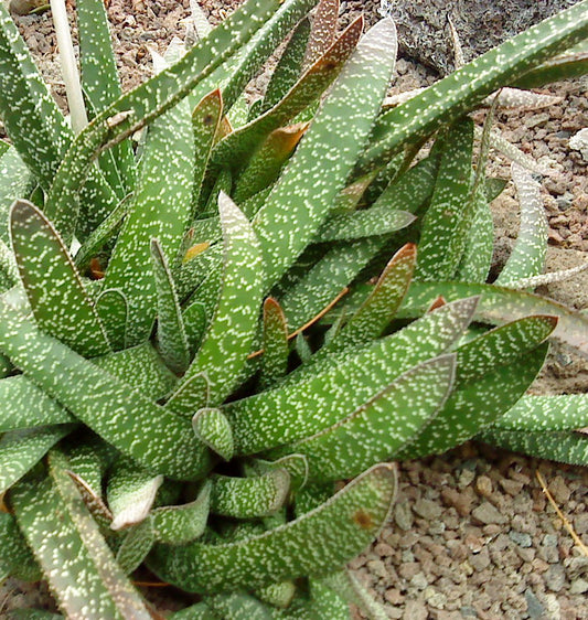 Gasteria verrucosa - gasteria (Square vase 9x9x10 cm)