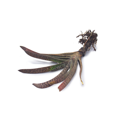 Gasteria verrucosa - gasteria (1 pianta a radice nuda)