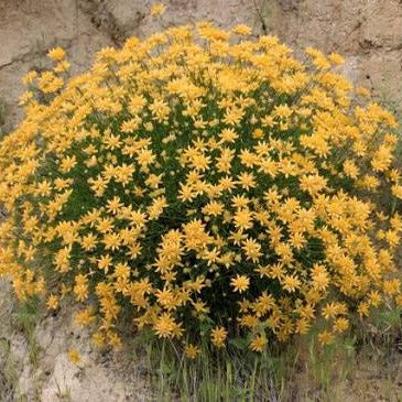 Genista umbellata - (Alveolo forestale)