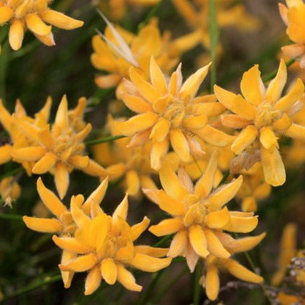 Genista umbellata - (Alveolo forestale)
