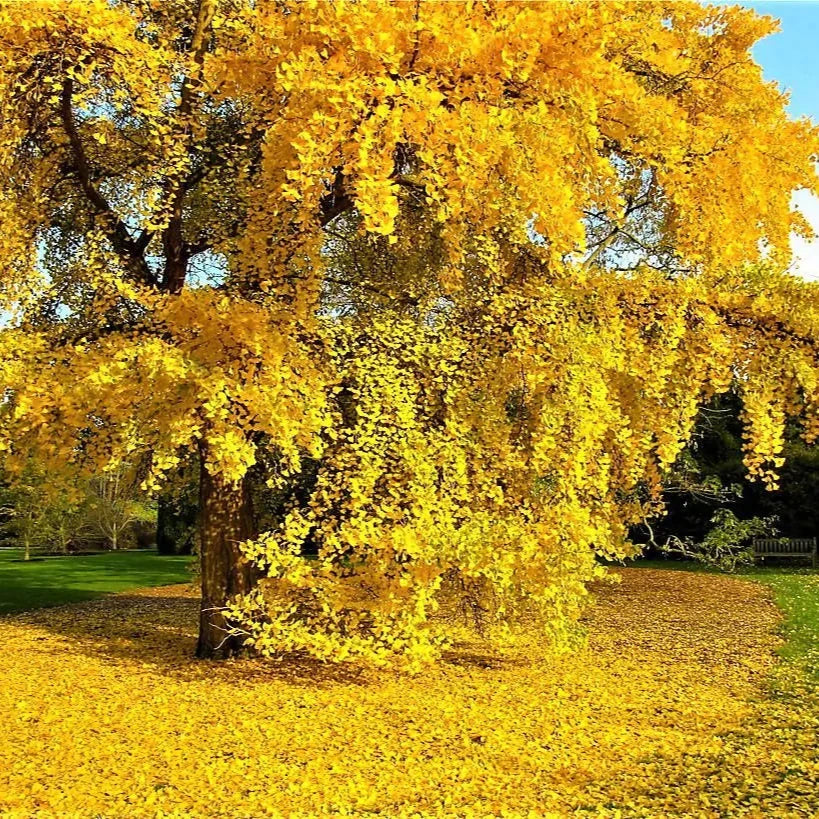 Ginkgo biloba - albero della vita (10 piante a radice nuda)