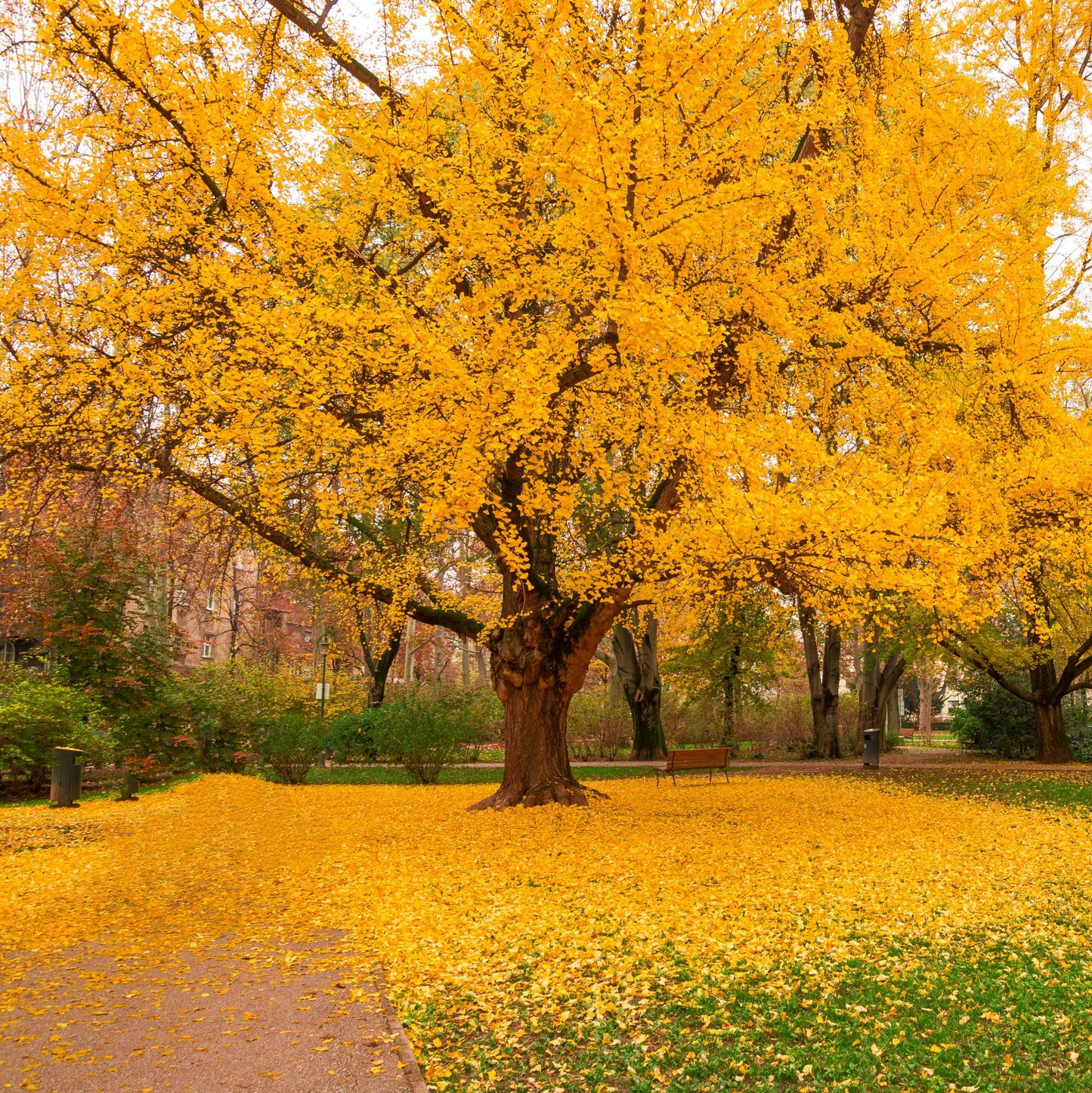 Ginkgo biloba - albero della vita (10 piante a radice nuda)