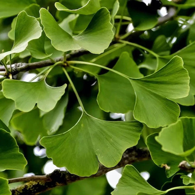 Ginkgo biloba - albero della vita (10 piante a radice nuda)