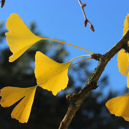 Ginkgo biloba - albero della vita (10 piante a radice nuda)