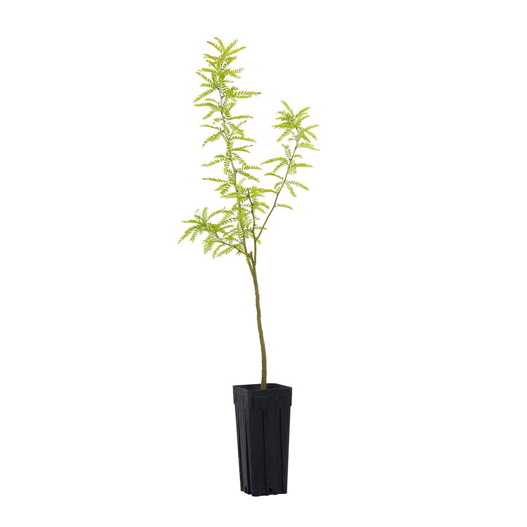 Gleditsia triacanthos - albero Spino (Vaso quadro 9x9x20 cm)