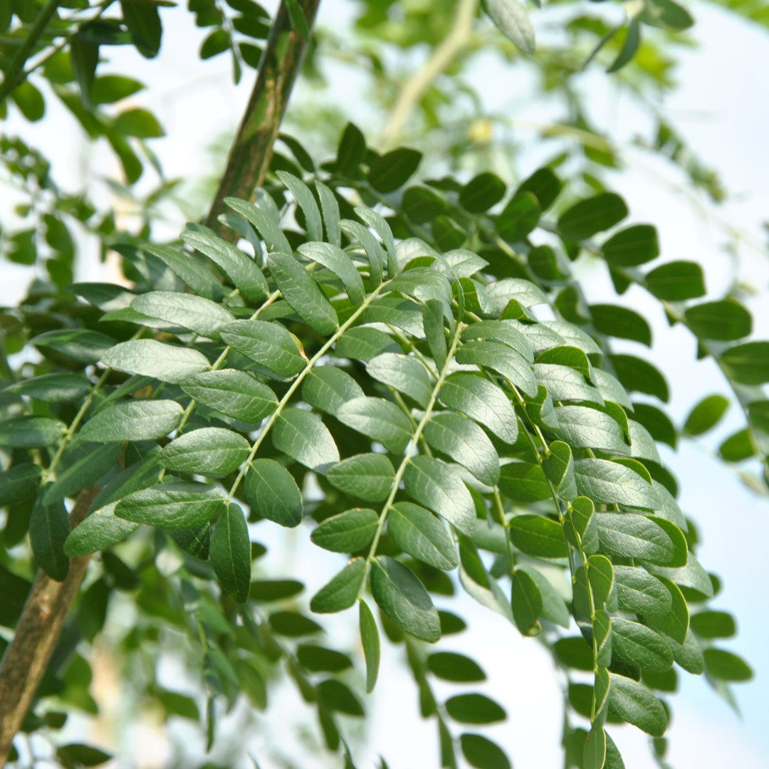 Gleditsia triacanthos var. inermis VivaiMDB