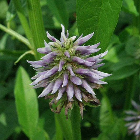 Glycyrrhiza Echinata VivaIMDB