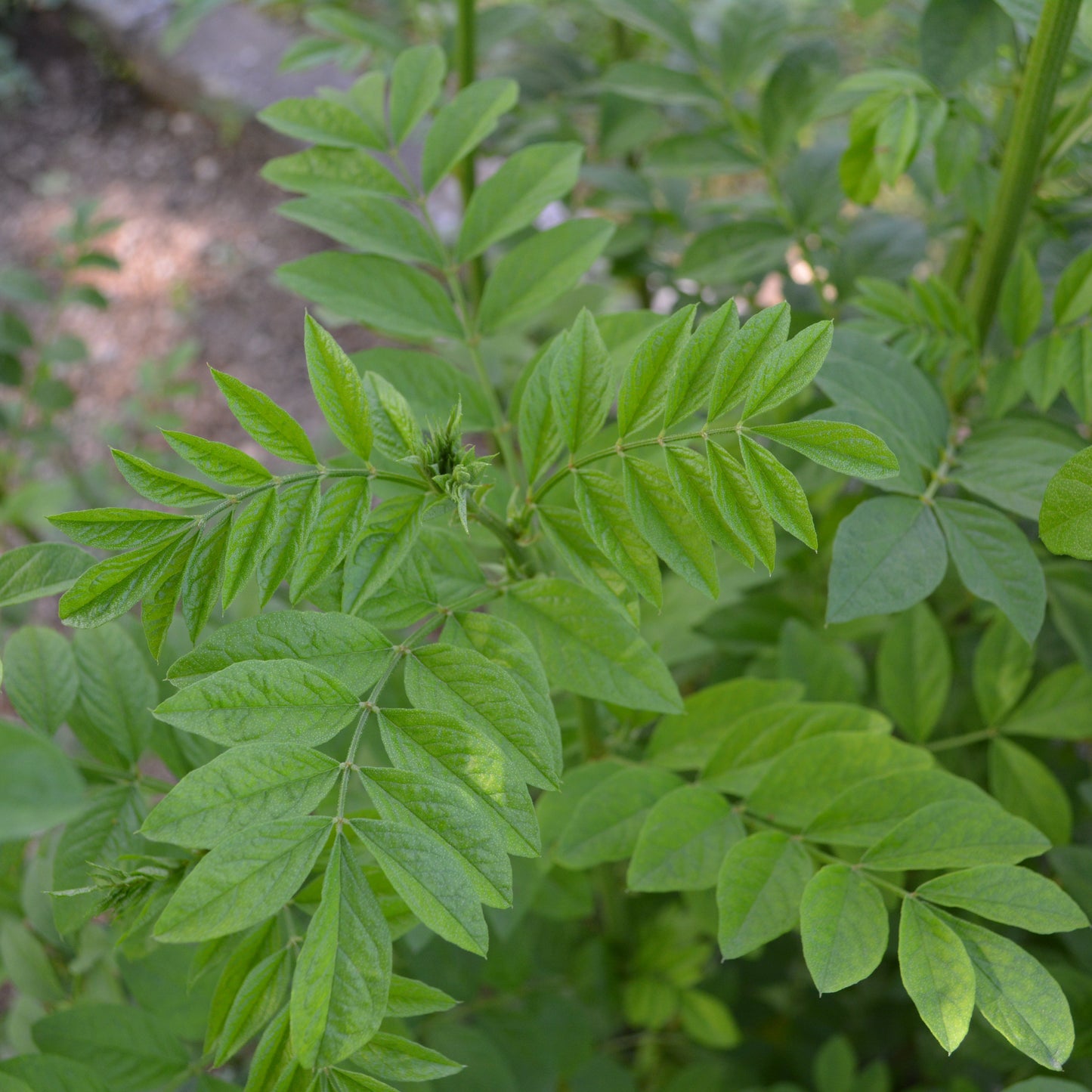 Glycyrrhiza echinata liquirizia setolosa VivaiMDB