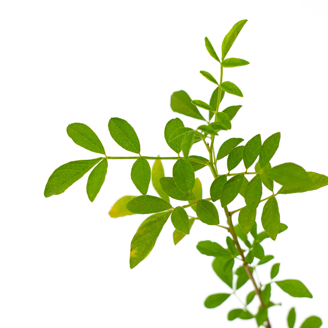 Glycyrrhiza echinata - liquirizia setolosa (Alveolo forestale)