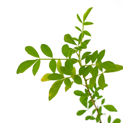 Glycyrrhiza echinata - liquirizia setolosa (Alveolo forestale)