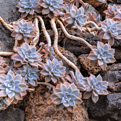 Graptopetalum paraguayense - graptopetalo (1 Talea)