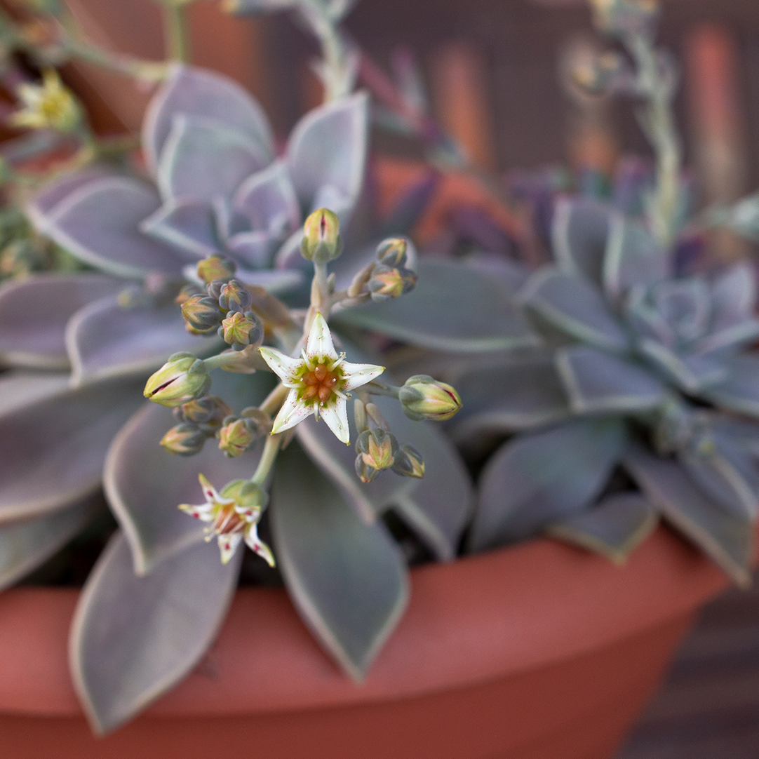 Graptopetalum paraguayense - graptopetalo (1 Talea)