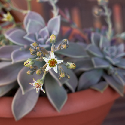Graptopetalum paraguayense - graptopetalo (1 Talea)