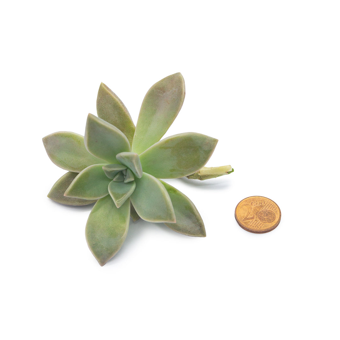 Graptopetalum paraguayense - graptopetalo (1 Talea)