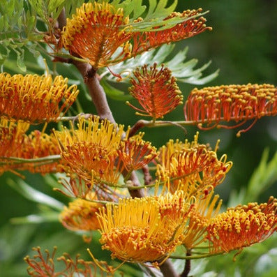 Grevillea robusta VivaiMDB