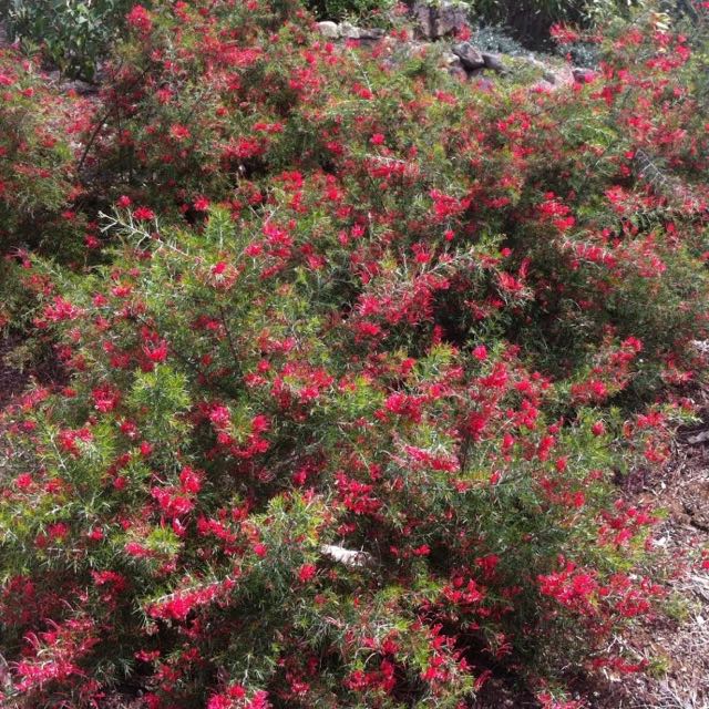 Grevillea rosmarinifolia VivaiMDB