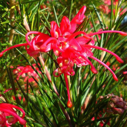 Grevillea rosmarinifolia fiore VivaiMDB