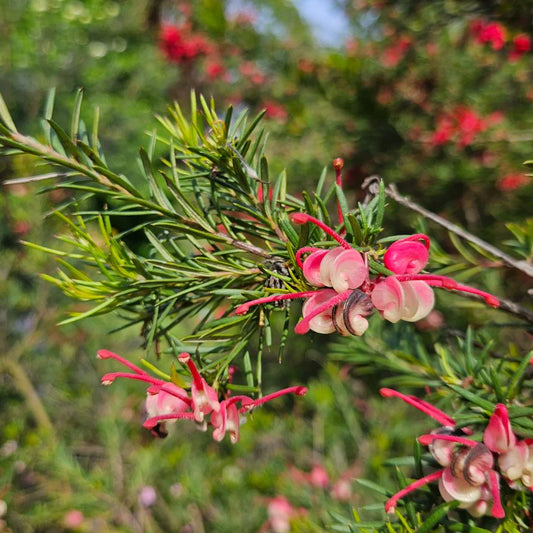 Grevillea rosmarinifolia fiori VivaiMDB