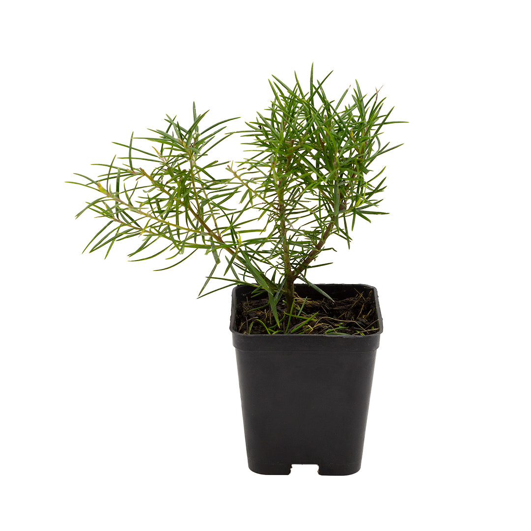 Grevillea rosmarinifolia - grevillea rosmarino (Vaso quadro 7x7x8 cm)