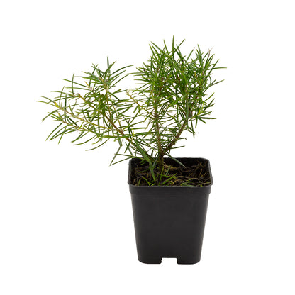 Grevillea rosmarinifolia - grevillea rosmarino (Vaso quadro 7x7x8 cm)