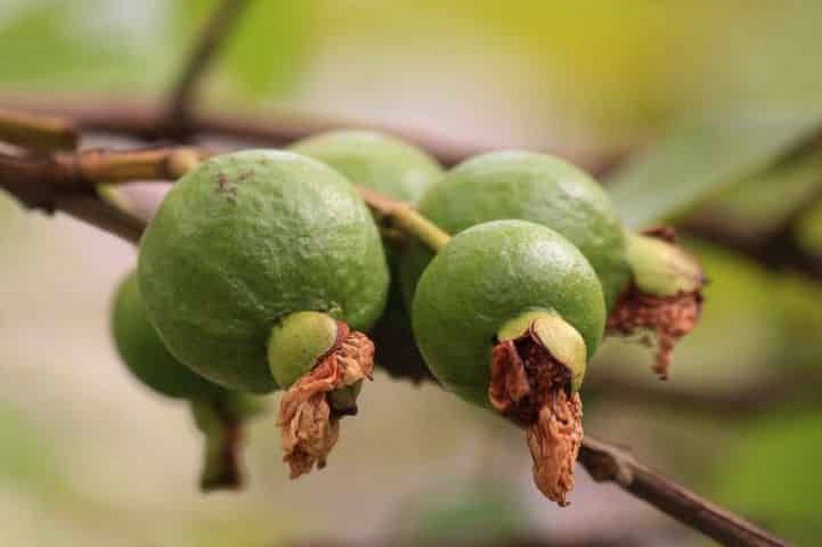 10x Psidium guajava sferica rosa 1- guajava (Offerta 10 Alveoli forestali)