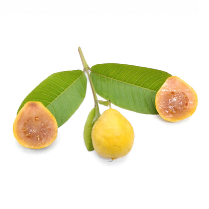 Psidium guajava cv. piriforme buccia verde polpa rosa- guajava (Alveolo forestale)