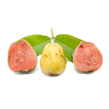 10x Psidium guajava sferica rosa Tenerife- guajava (Alveolo forestale) Psidium guajava sferica rosa Tenerife- guajava (Offerta 10 Alveoli forestali)