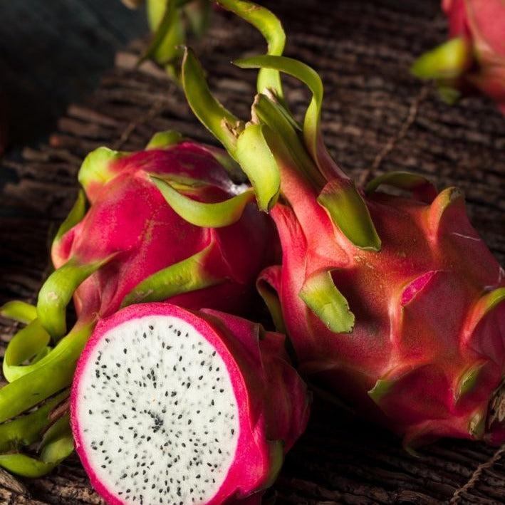 Hylocereus undatus - Bianco - Dragon Fruit (Vaso 12cm) 10-30cm