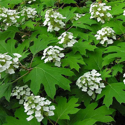 Hydrangea quercifolia - oakleaf hydrangea (18cm pot)