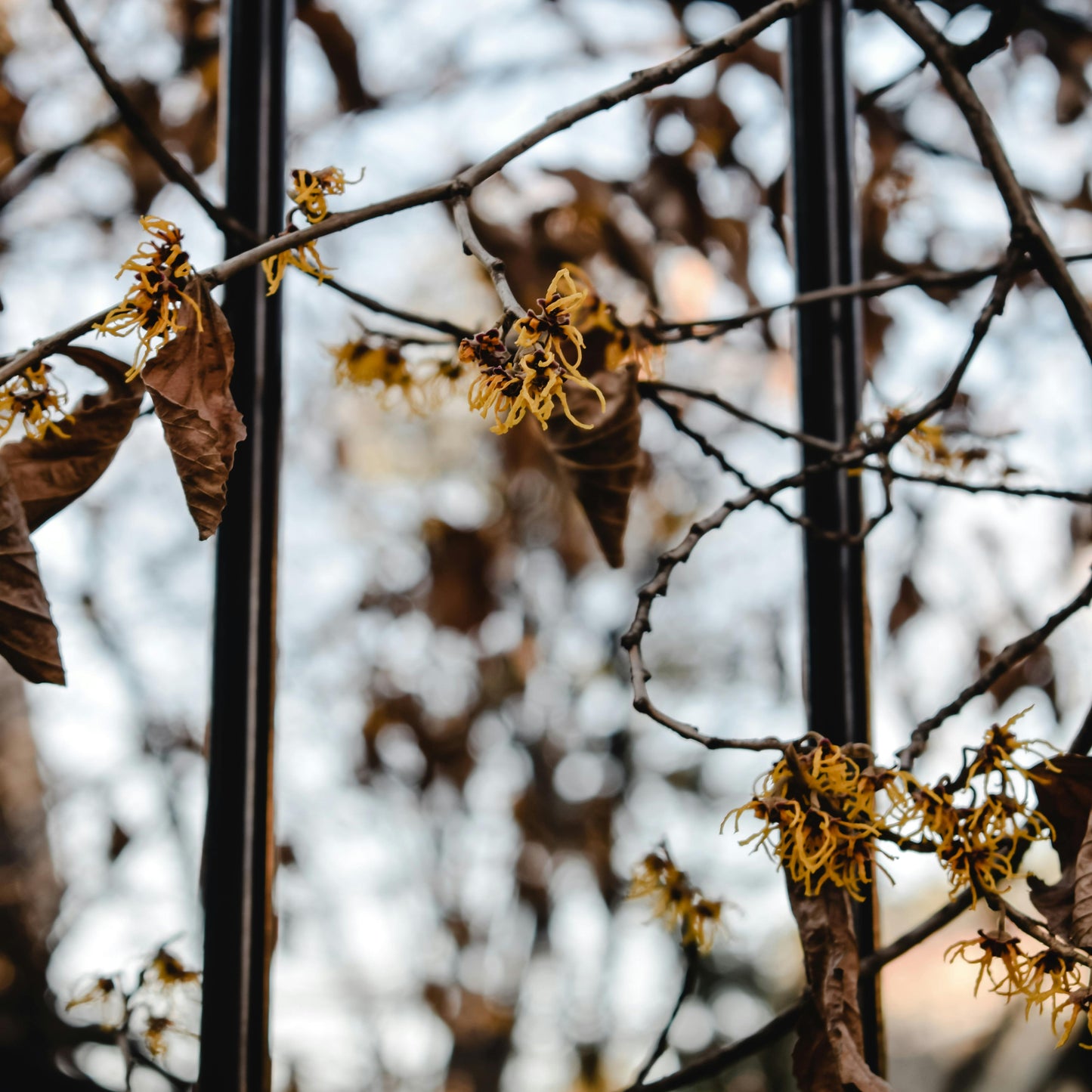 Hamamelis virginiana - amamelide (Alveolo forestale)
