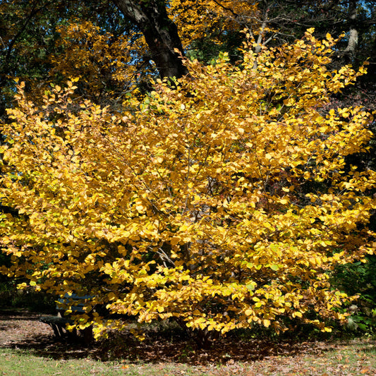Hamamelis virginiana - amamelide (Alveolo forestale)