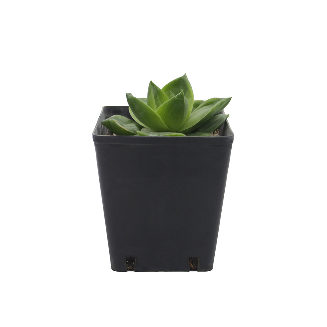 Haworthia cymbiformis - rosetta del paradiso (Vaso quadro 12x12x12 cm)