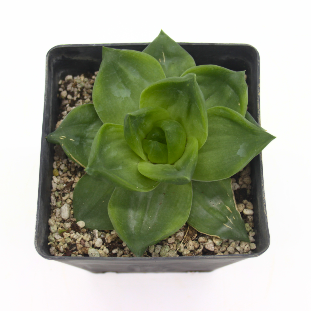Haworthia cymbiformis - rosetta del paradiso (Vaso quadro 12x12x12 cm)