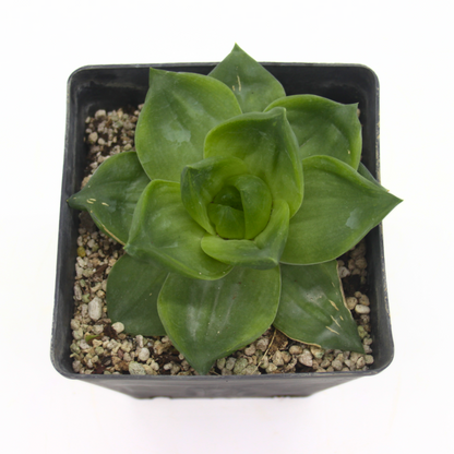 Haworthia cymbiformis - rosetta del paradiso (Vaso quadro 12x12x12 cm)