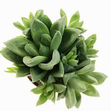 Haworthia cymbiformis cv. Memé - rosetta della nonna (Vaso 12 cm)