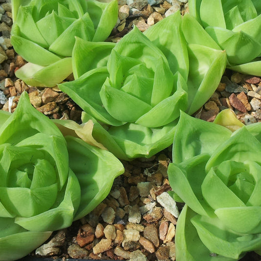 Haworthia cymbiformis - rosetta del paradiso (Vaso quadro 12x12x12 cm)