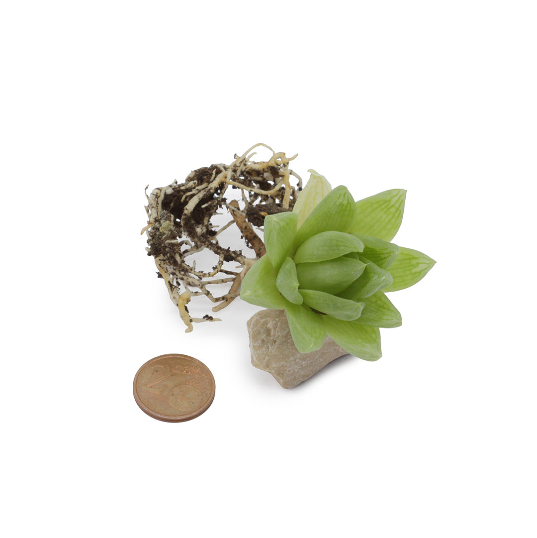 Haworthia cymbiformis cv. Memé -  rosetta della nonna (1 Talea)