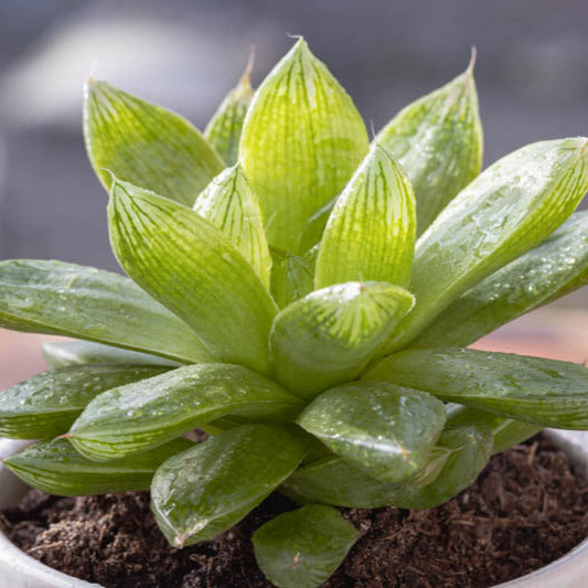 Haworthia cymbiformis - rosetta del paradiso (Vaso quadro 12x12x12 cm)