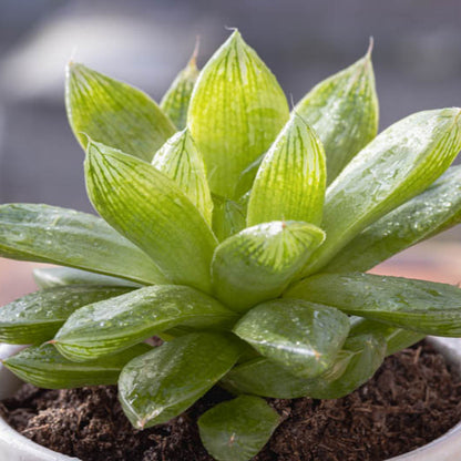 Haworthia cymbiformis - rosetta del paradiso (Vaso quadro 12x12x12 cm)