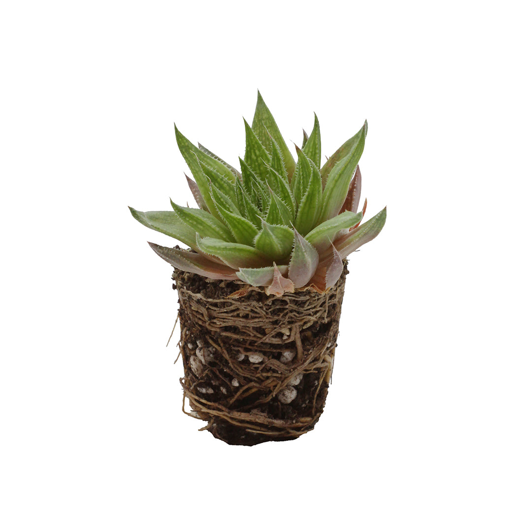 Haworthia marumiana cv. Don Nicola - rosetta di Ercolano (1 Talea)