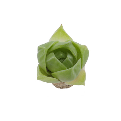 Haworthia cymbiformis - rosetta del paradiso (Pianta da seminiera)